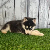 Roxy, a female Siberian Husky for sale in Fort Wayne, IN – Photo 5 of 5