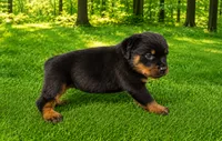 Moose, a male Rottweiler for sale in Fort Wayne, IN – 2 of 3
