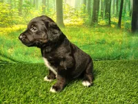 Nash, a male Golden Retriever and Labrador Retriever for sale in Fort Wayne, IN – 4 of 4