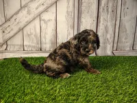 Dexter, a male Miniature Goldendoodle for sale in Fort Wayne, IN – 4 of 5