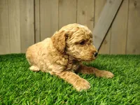 Layla, a female Poodle - Miniature  for sale in Fort Wayne, IN – 6 of 6