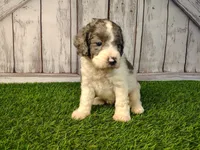 Duke, a male Miniature Goldendoodle for sale in Fort Wayne, IN – 3 of 4