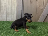 Smokey, a male Miniature Pinscher for sale in Fort Wayne, IN – 2 of 4
