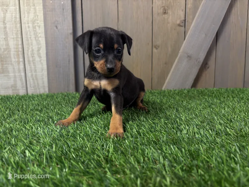 Scout – Miniature Pinscher puppy for sale in Fort Wayne, IN