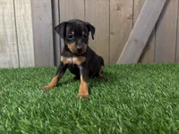 Scout, a male Miniature Pinscher for sale in Fort Wayne, IN – 1 of 6