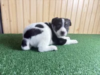 Sparkle, a female Australian Cattle Dog and Labrador Retriever for sale in Fort Wayne, IN – 2 of 3