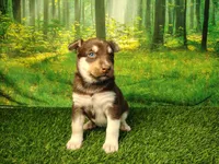 Yana, a female German Shepherd Dog and Siberian Husky for sale in Fort Wayne, IN – 4 of 5