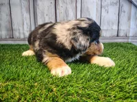 Hope , a female Australian Shepherd and Bernese Mountain Dog for sale in Fort Wayne, IN – 2 of 5