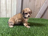 Eli, a male Morkie for sale in Fort Wayne, IN – 2 of 4