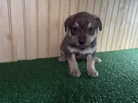 Marshall, a male Australian Cattle Dog and Labrador Retriever for sale in Fort Wayne, IN – 1 of 2