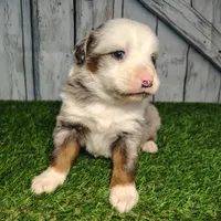 Cash, a male Australian Shepherd for sale in Fort Wayne, IN – Photo 4 of 6