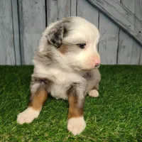 Cash, a male Australian Shepherd for sale in Fort Wayne, IN – Photo 3 of 6