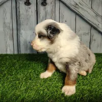 Cash, a male Australian Shepherd for sale in Fort Wayne, IN – Photo 2 of 6