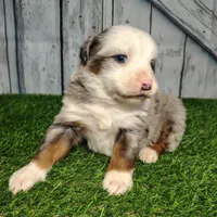 Cash, a male Australian Shepherd for sale in Fort Wayne, IN – Photo 1 of 6