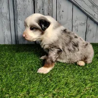 Cash, a male Australian Shepherd for sale in Fort Wayne, IN – Photo 6 of 6