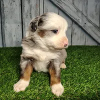 Cash, a male Australian Shepherd for sale in Fort Wayne, IN – Photo 5 of 6