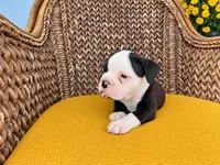 Lincoln, a male Olde English Bulldogge for sale in Fort Wayne, IN – 2 of 2