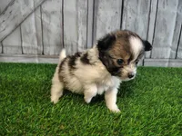 Loki, a male Pomeranian and Poodle - Miniature  for sale in Fort Wayne, IN – 3 of 4