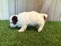Joey, a male Poodle - Toy  for sale in Fort Wayne, IN – 4 of 5