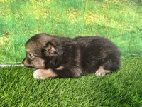 Trixie , a female American Bulldog and Australian Shepherd for sale in Fort Wayne, IN – 3 of 5