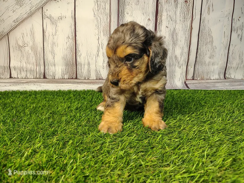 Diesel – Miniature Goldendoodle puppy for sale in Fort Wayne, IN