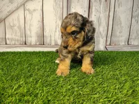 Diesel, a male Miniature Goldendoodle for sale in Fort Wayne, IN – 1 of 3