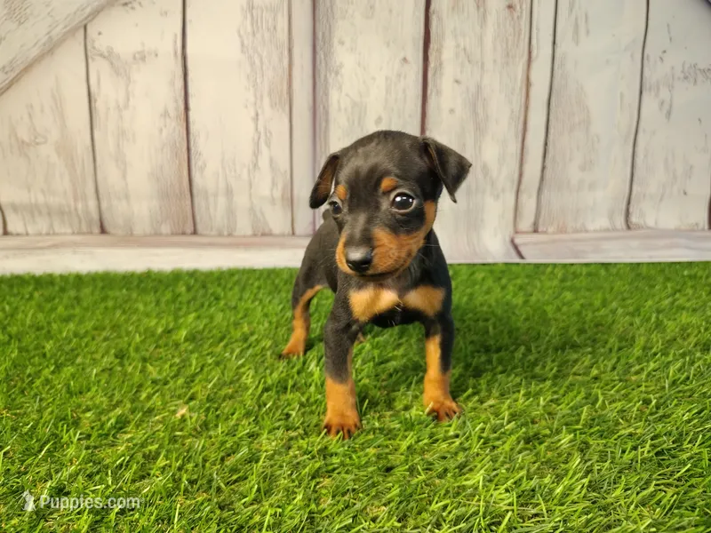 Anna – Miniature Pinscher puppy for sale in Fort Wayne, IN