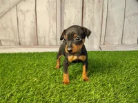 Anna, a female Miniature Pinscher for sale in Fort Wayne, IN – 1 of 6