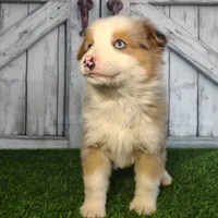Coco, a female Australian Shepherd for sale in Fort Wayne, IN – Photo 1 of 4
