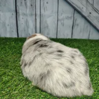 Coco, a female Australian Shepherd for sale in Fort Wayne, IN – Photo 2 of 4