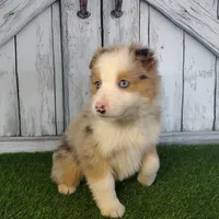 Coco, a female Australian Shepherd for sale in Fort Wayne, IN – Photo 4 of 4