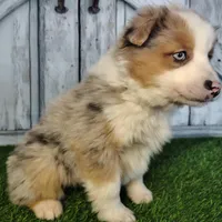 Coco, a female Australian Shepherd for sale in Fort Wayne, IN – Photo 3 of 4