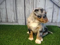 Hazel, a female Australian Shepherd and Bernese Mountain Dog for sale in Fort Wayne, IN – 4 of 4