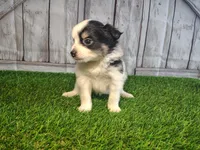 Lola, a female Pomeranian and Poodle - Miniature  for sale in Fort Wayne, IN – 2 of 5