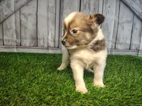 Louie, a male Pomeranian and Poodle - Miniature  for sale in Fort Wayne, IN – 2 of 5