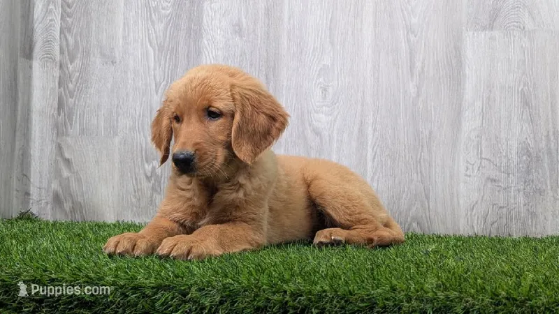 Ann – Golden Retriever puppy for sale in Fort Wayne, IN