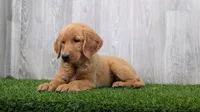 Ann, a female Golden Retriever for sale in Fort Wayne, IN – 1 of 2