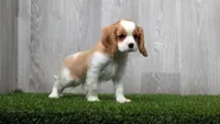 Rex, a male Cavalier King Charles Spaniel for sale in Fort Wayne, IN – 2 of 3