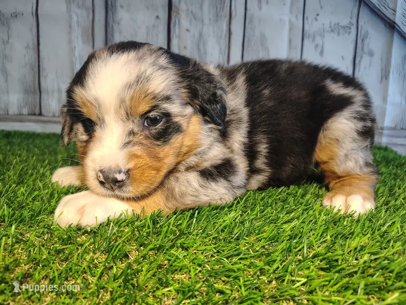 Hope  – Australian Shepherd, Bernese Mountain Dog puppy for sale in Fort Wayne, IN