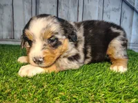 Hope , a female Australian Shepherd and Bernese Mountain Dog for sale in Fort Wayne, IN – 1 of 5