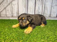 Ammo, a male Australian Cattle Dog and Labrador Retriever for sale in Fort Wayne, IN – Photo 2 of 3