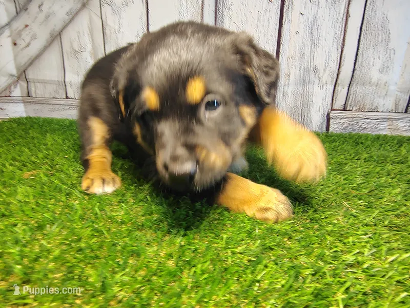 Ammo – Australian Cattle Dog, Labrador Retriever puppy for sale in Fort Wayne, IN