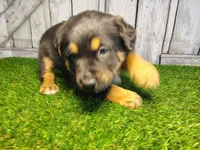 Ammo, a male Australian Cattle Dog and Labrador Retriever for sale in Fort Wayne, IN – Photo 1 of 3
