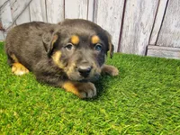 Ammo, a male Australian Cattle Dog and Labrador Retriever for sale in Fort Wayne, IN – Photo 3 of 3