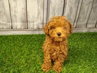 Hugo, a male Cavapoo for sale in Fort Wayne, IN – 2 of 6