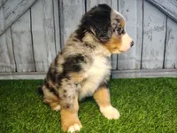 Hudson, a male Australian Shepherd and Bernese Mountain Dog for sale in Fort Wayne, IN – 4 of 6