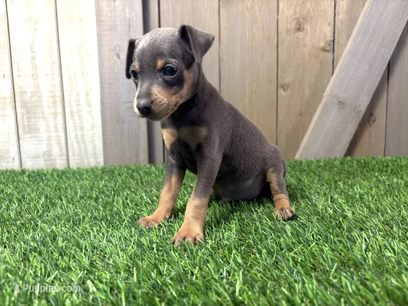 Simba – Miniature Pinscher puppy for sale in Fort Wayne, IN