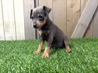 Simba, a male Miniature Pinscher for sale in Fort Wayne, IN – 1 of 4