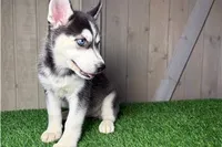 Ginger, a female Siberian Husky for sale in Fort Wayne, IN – 2 of 2
