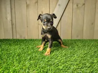 Maisie, a female Miniature Pinscher for sale in Fort Wayne, IN – 2 of 3